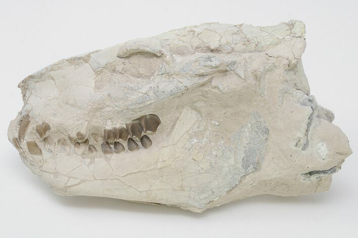 Fossil Oreodont (Merycoidodon) Skull - Wyoming #197412